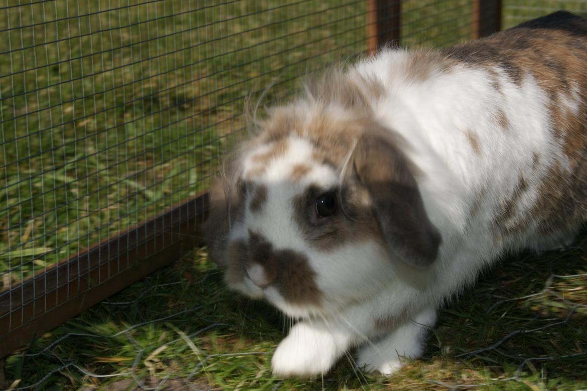 Kanin Blobber - 10-03-2014 billede 1