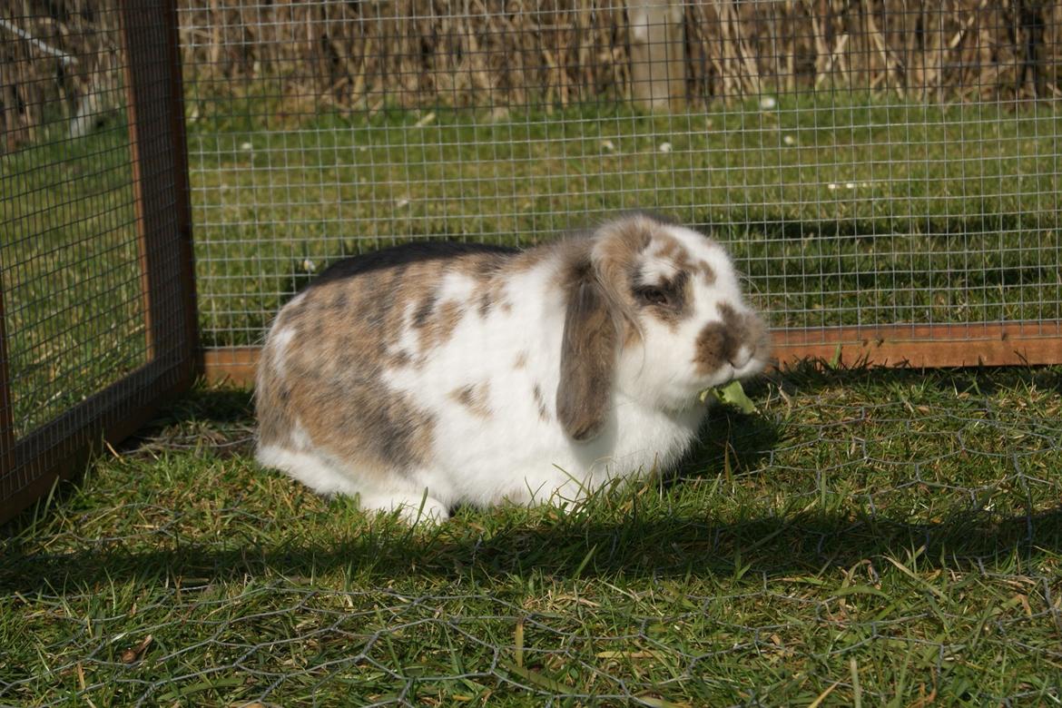 Kanin Blobber - 10-03-2014 billede 3