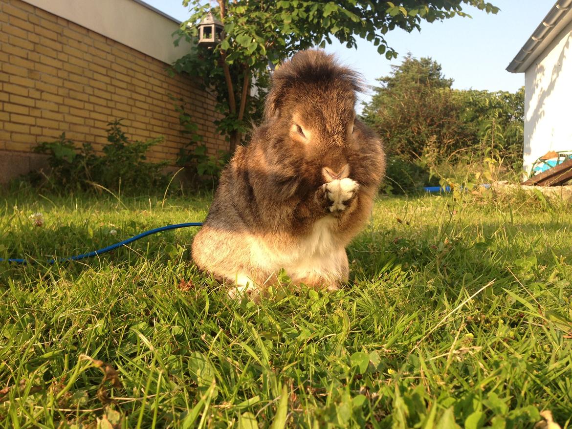 Kanin Caprice billede 4