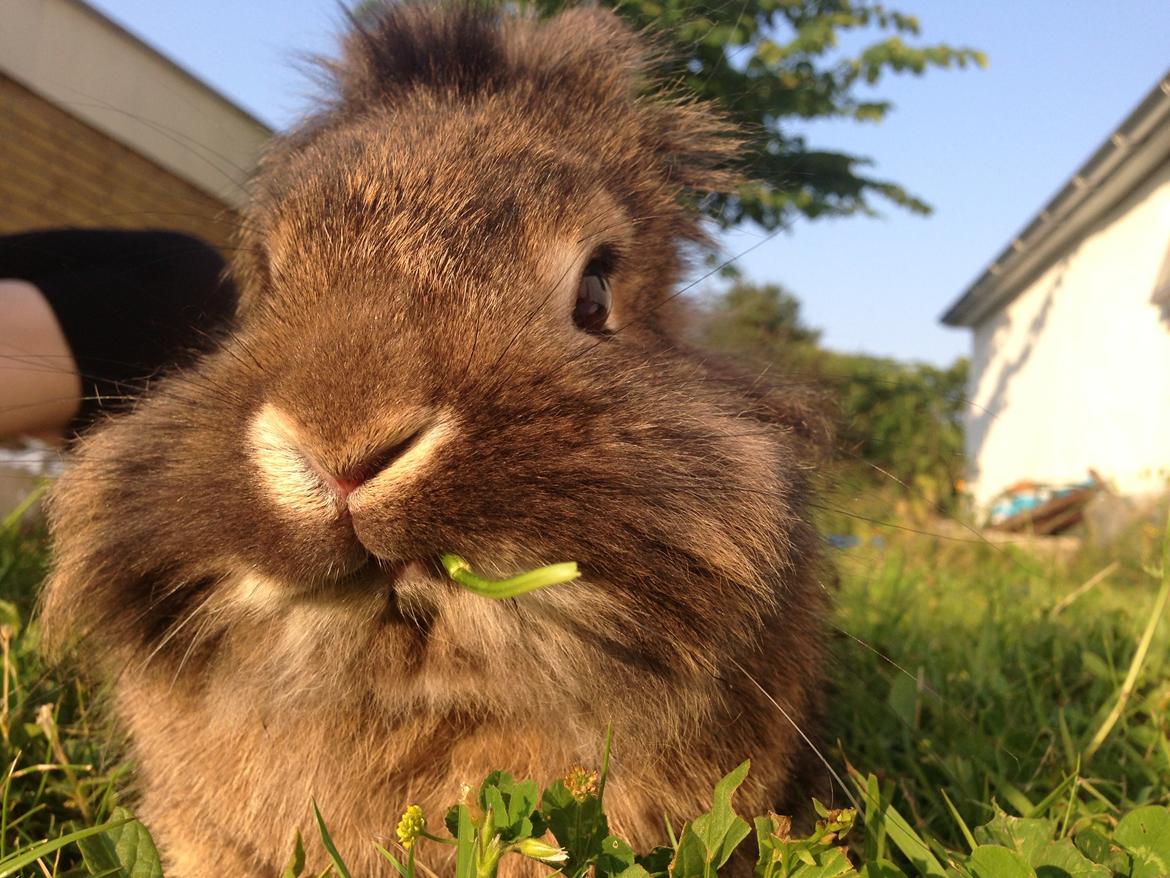 Kanin Caprice billede 6