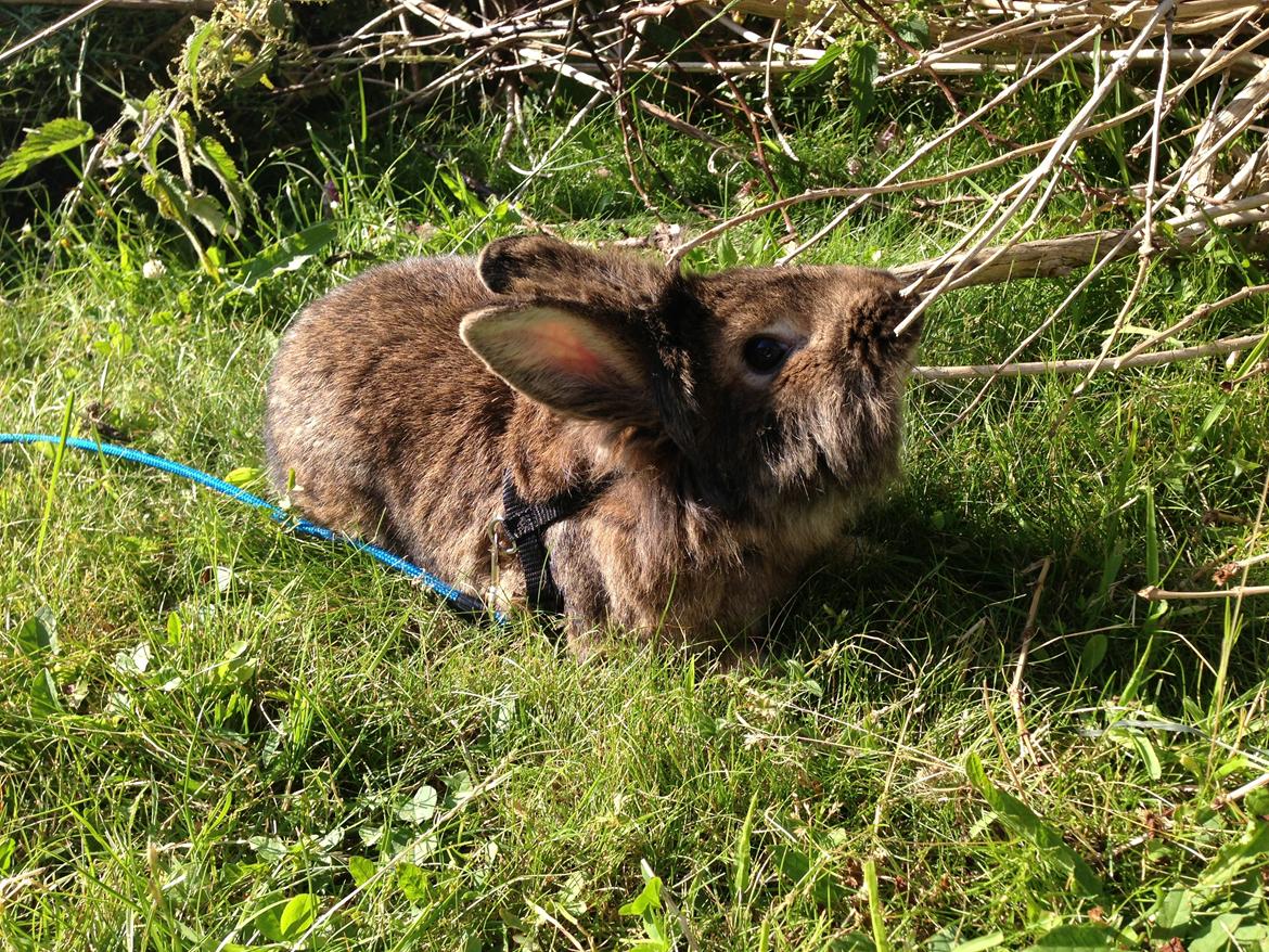 Kanin Caprice billede 8