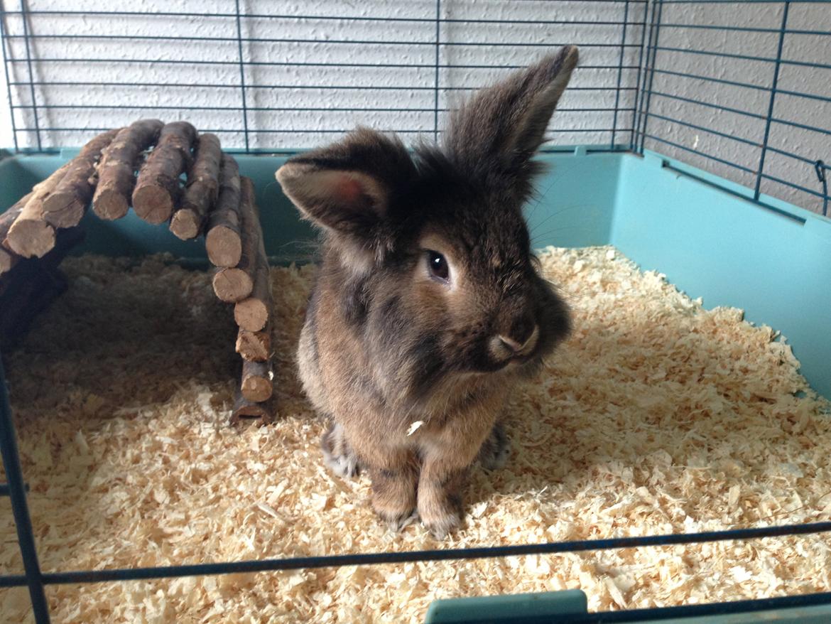 Kanin Caprice billede 3