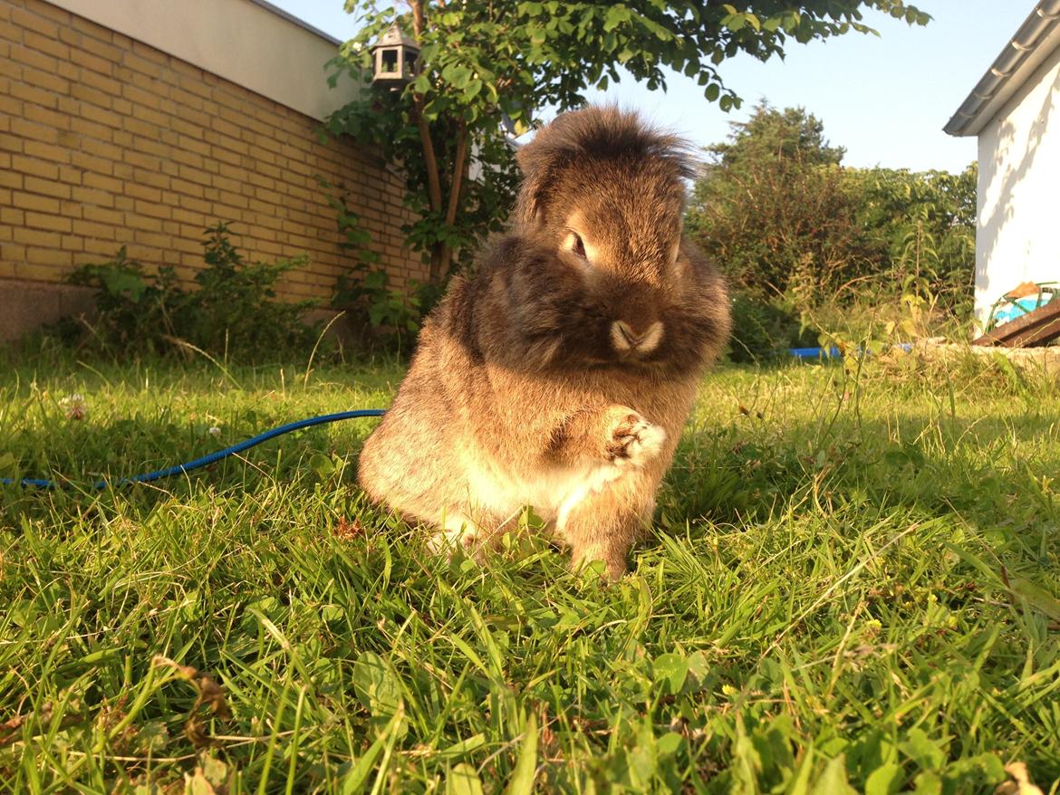 Kanin Caprice billede 10