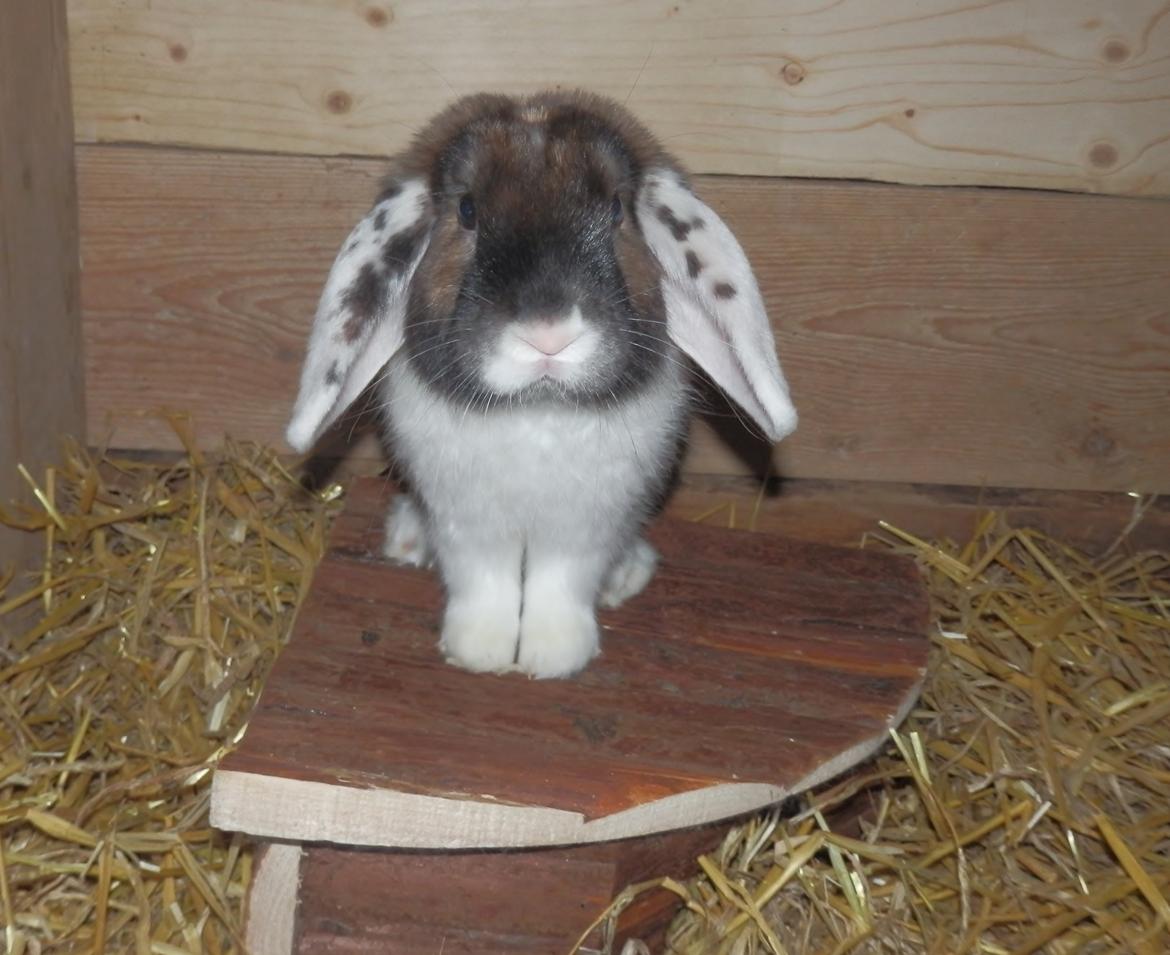 Kanin Bølle billede 1