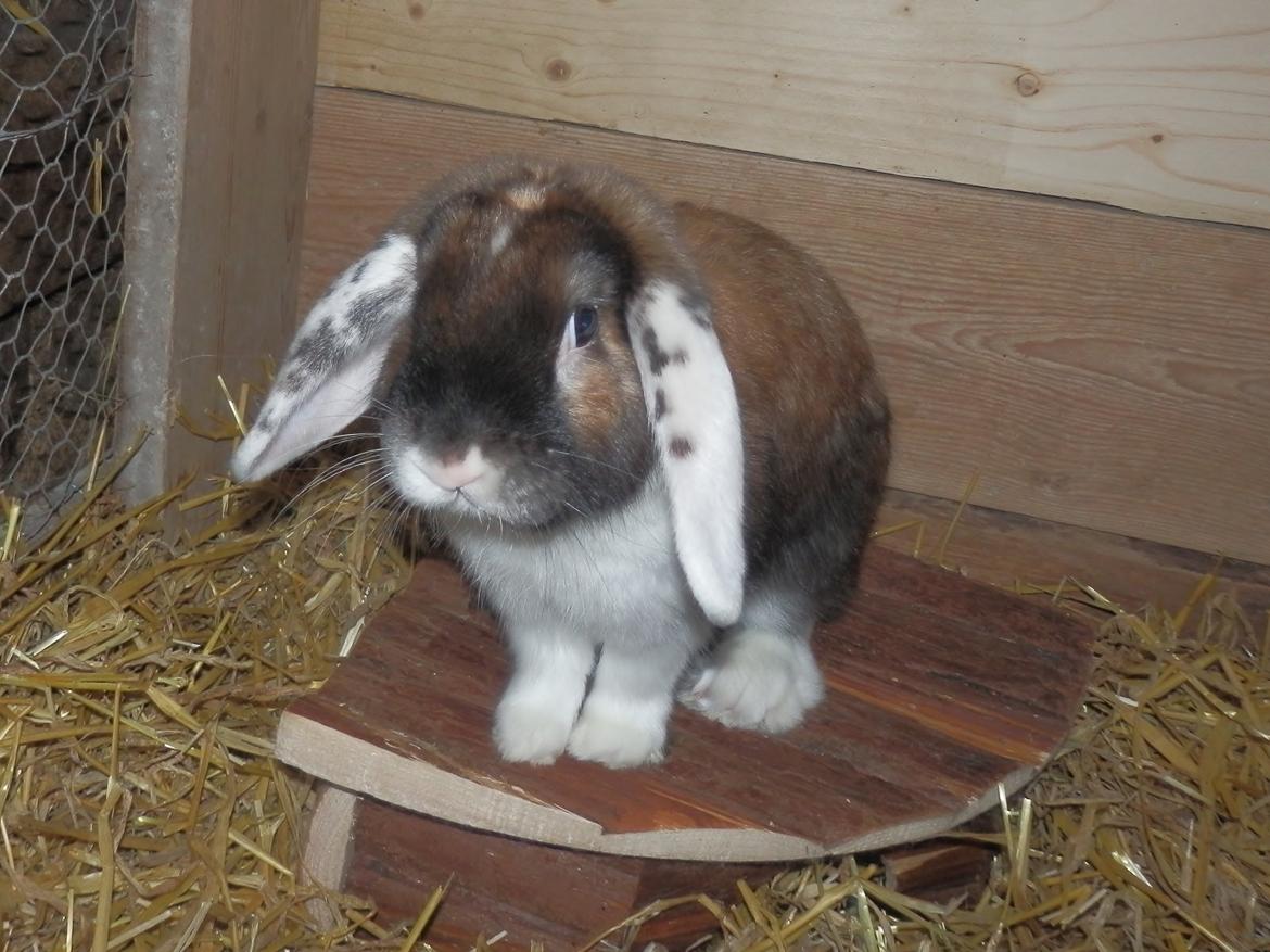 Kanin Bølle billede 2