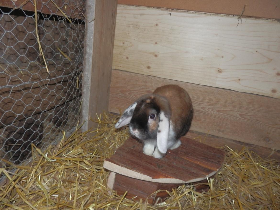 Kanin Bølle billede 3
