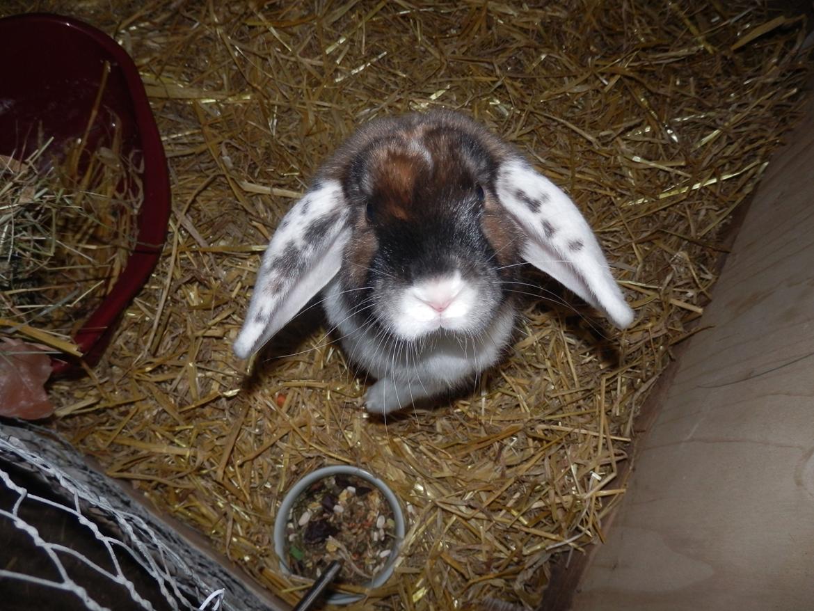 Kanin Bølle billede 4