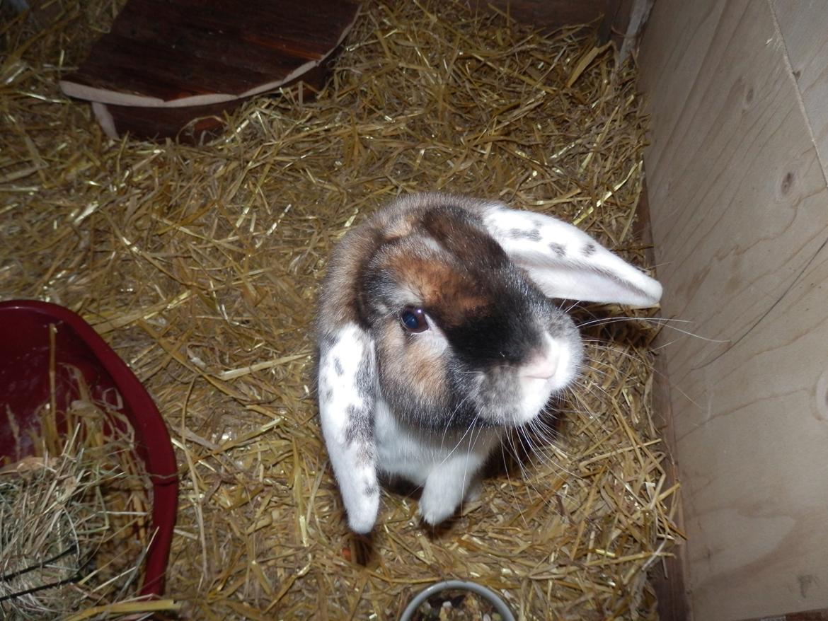 Kanin Bølle billede 5