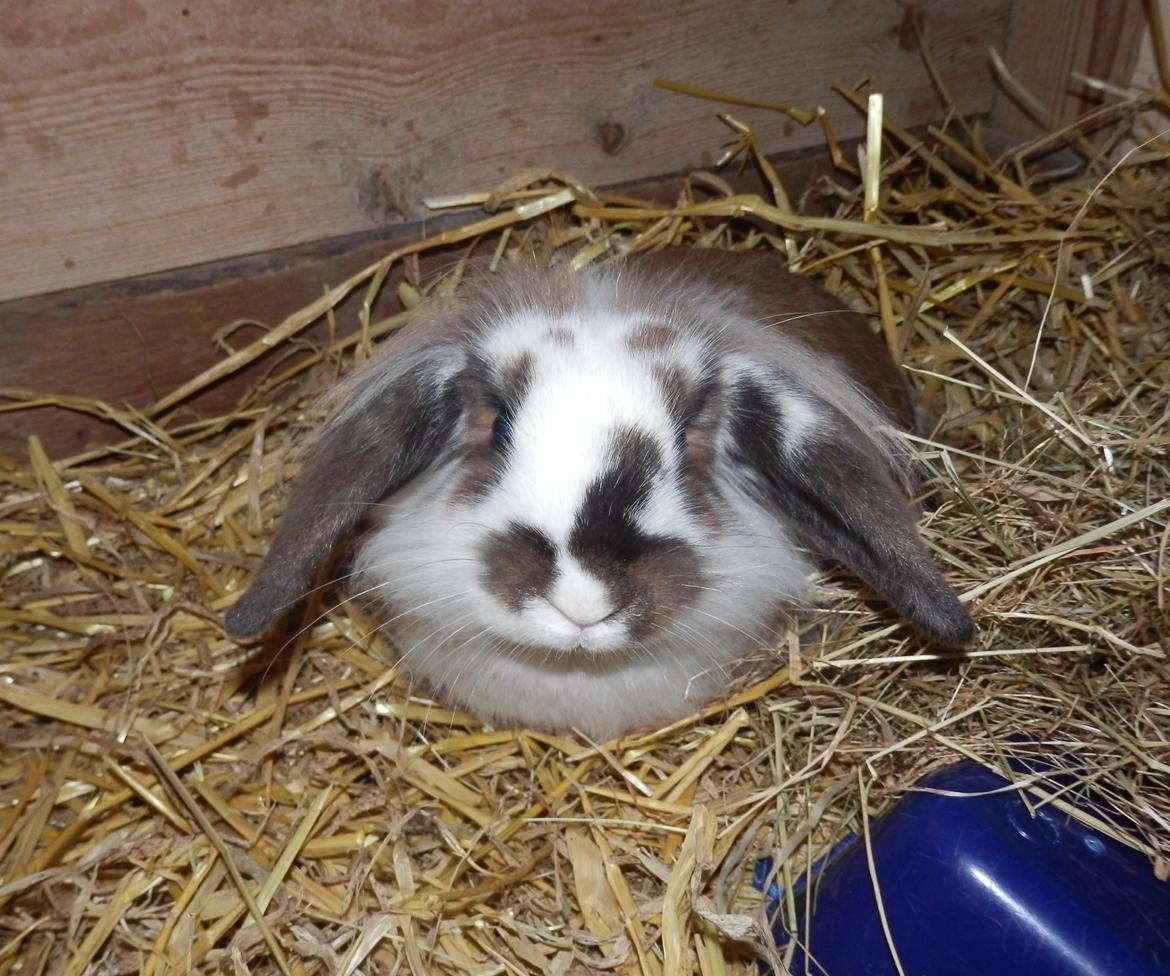 Kanin Lille my billede 1