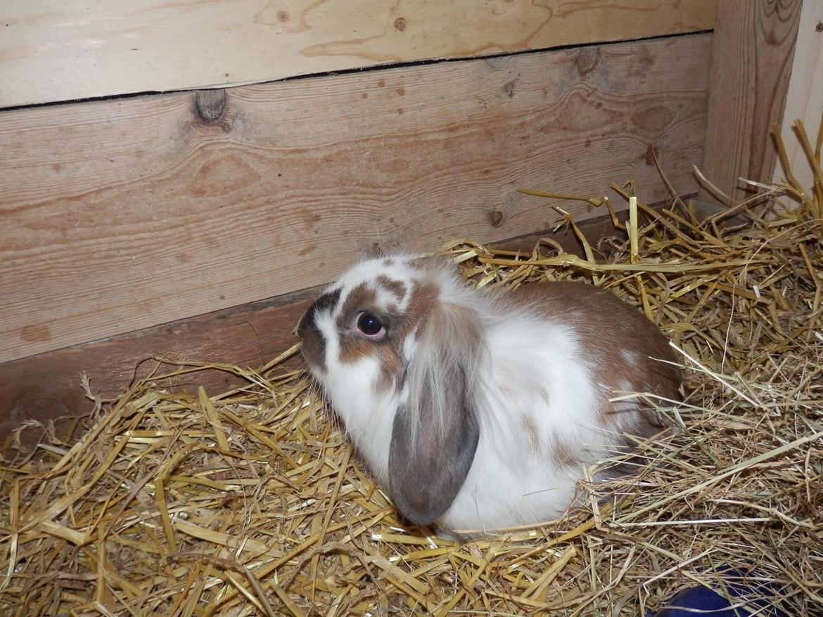 Kanin Lille my billede 2