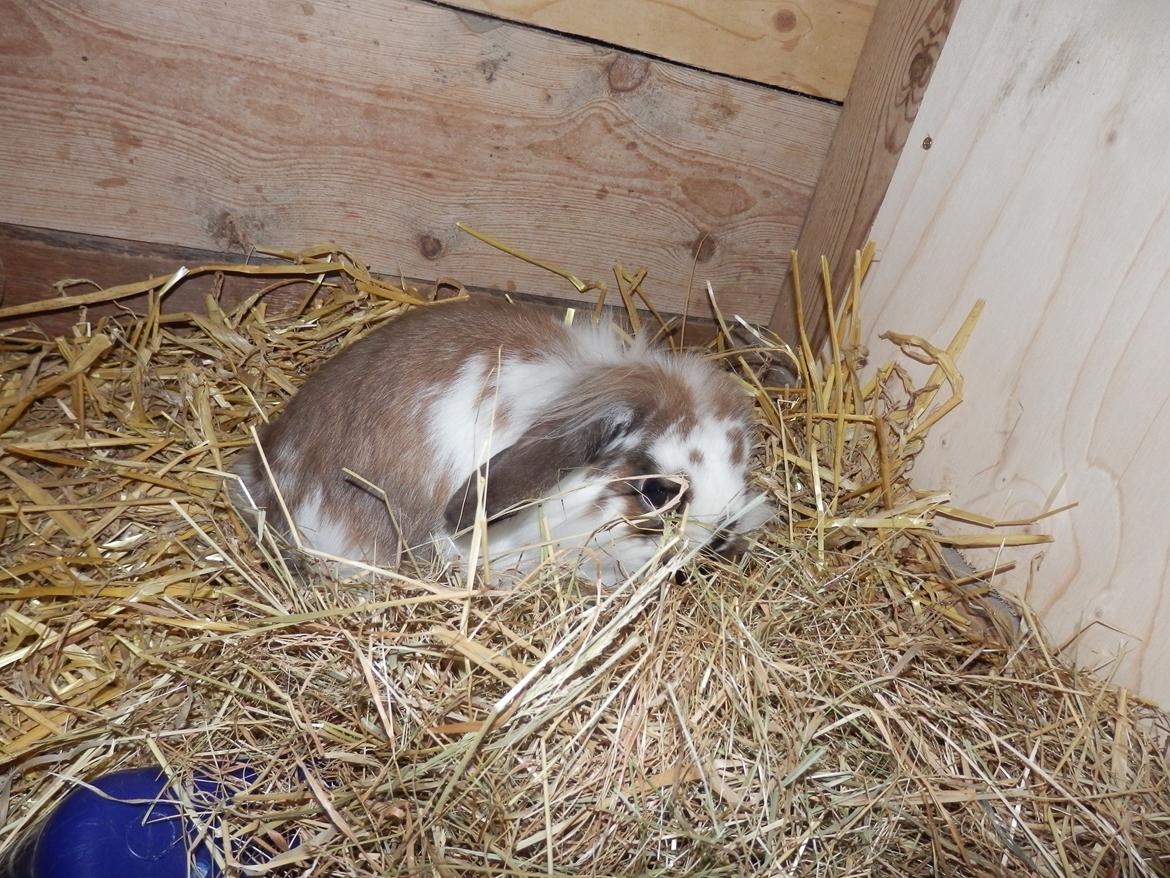 Kanin Lille my billede 3