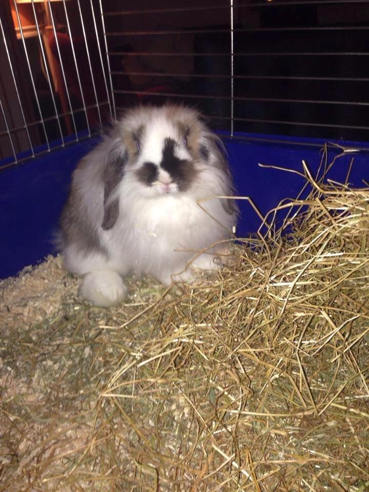 Kanin Lille my billede 4