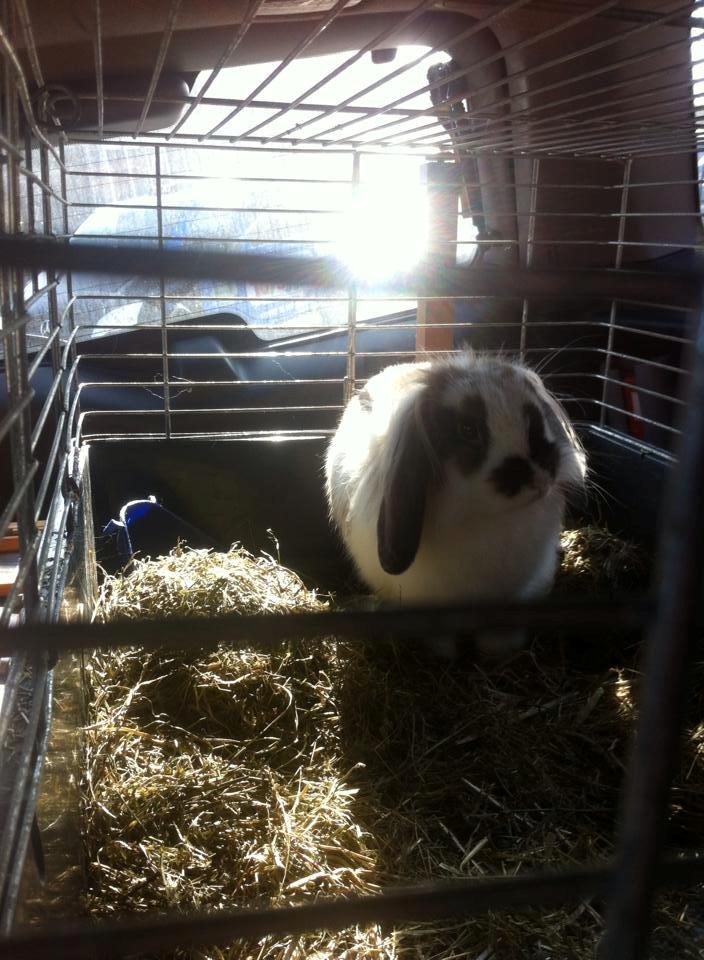 Kanin Lille my billede 5
