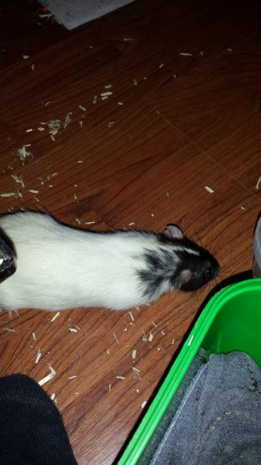 Tamrotte Mørch's Prince George (Tom) billede 2