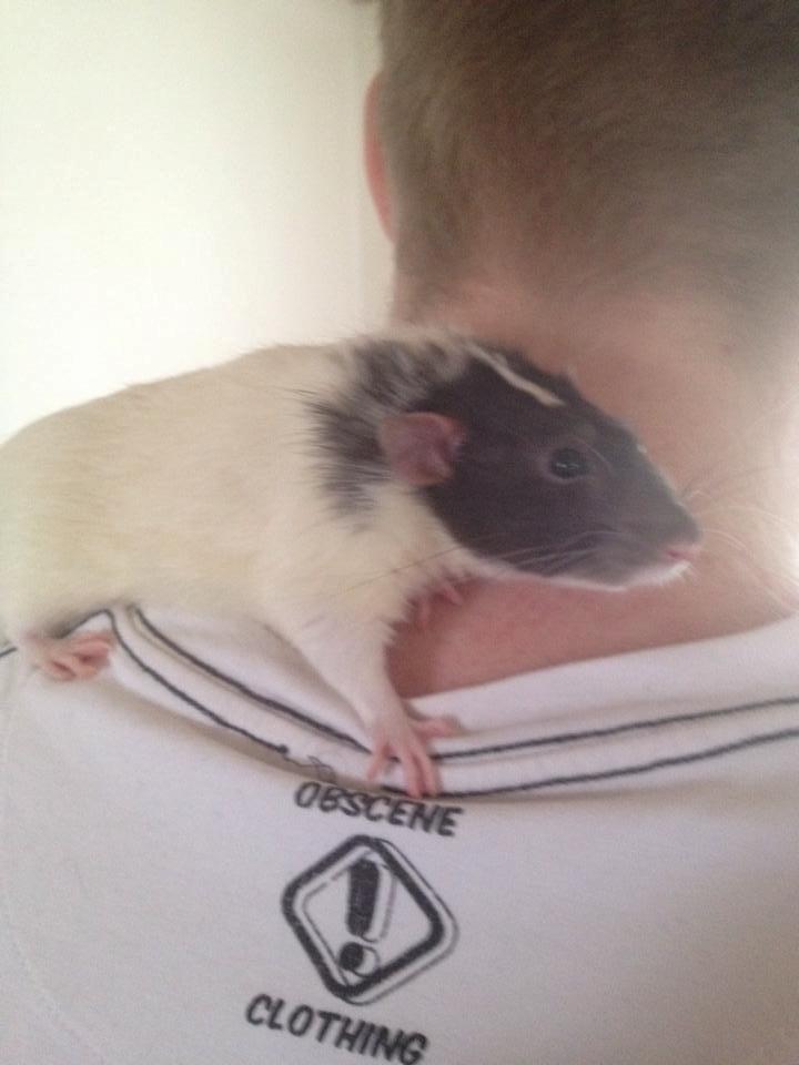 Tamrotte Mørch's Prince George (Tom) billede 3