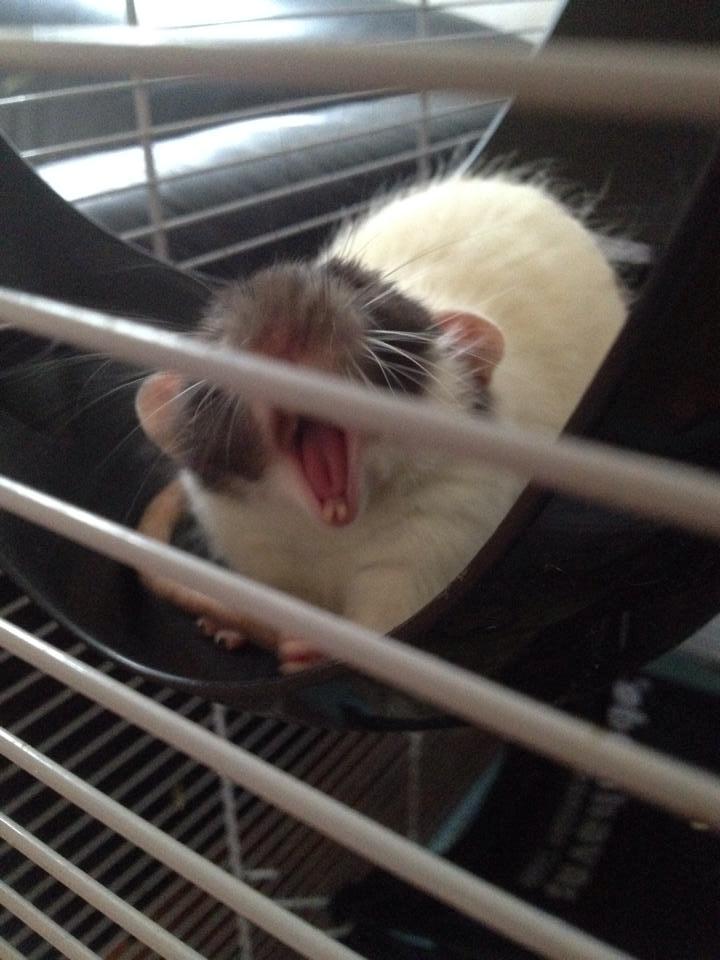 Tamrotte Mørch's Prince George (Tom) billede 1