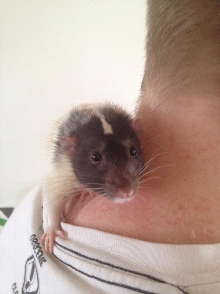 Tamrotte Mørch's Prince George (Tom) billede 4