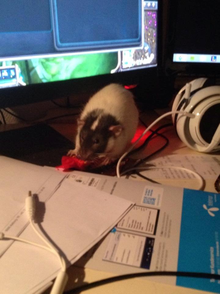 Tamrotte Mørch's Prince George (Tom) billede 5