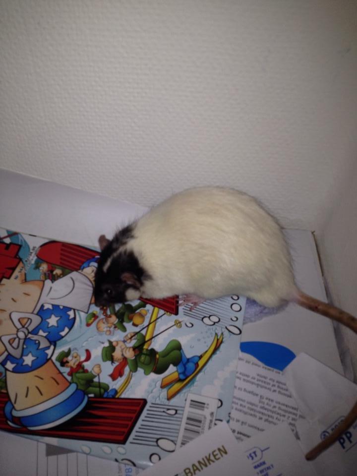 Tamrotte Mørch's Prince George (Tom) billede 6