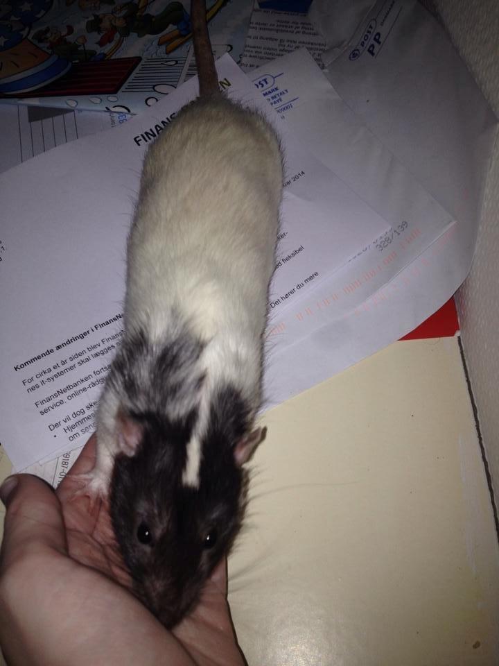 Tamrotte Mørch's Prince George (Tom) billede 8