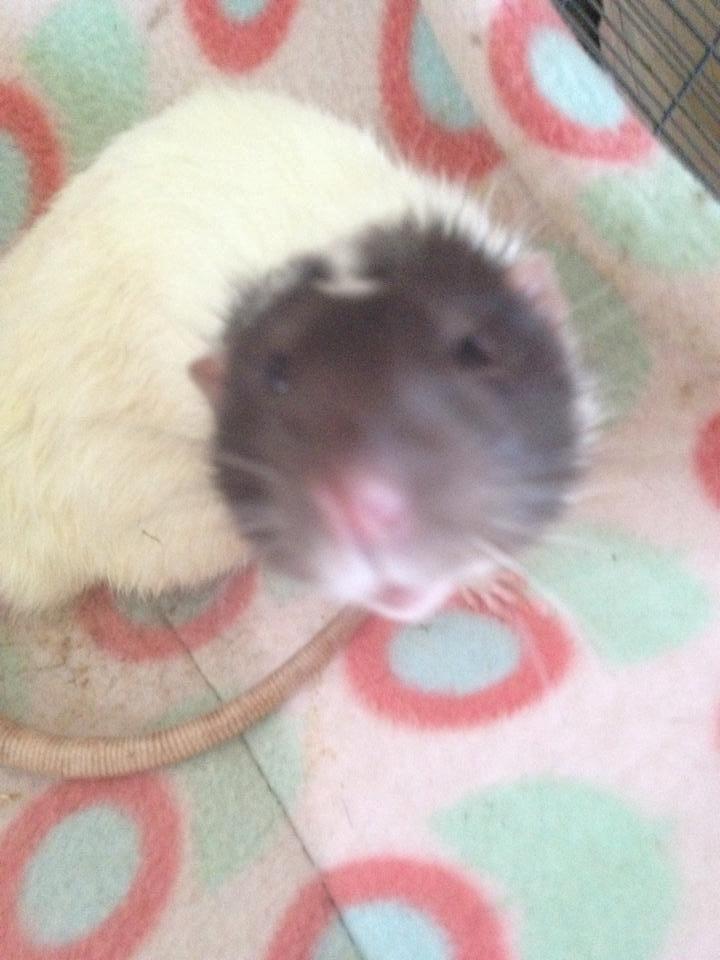 Tamrotte Mørch's Prince George (Tom) billede 7