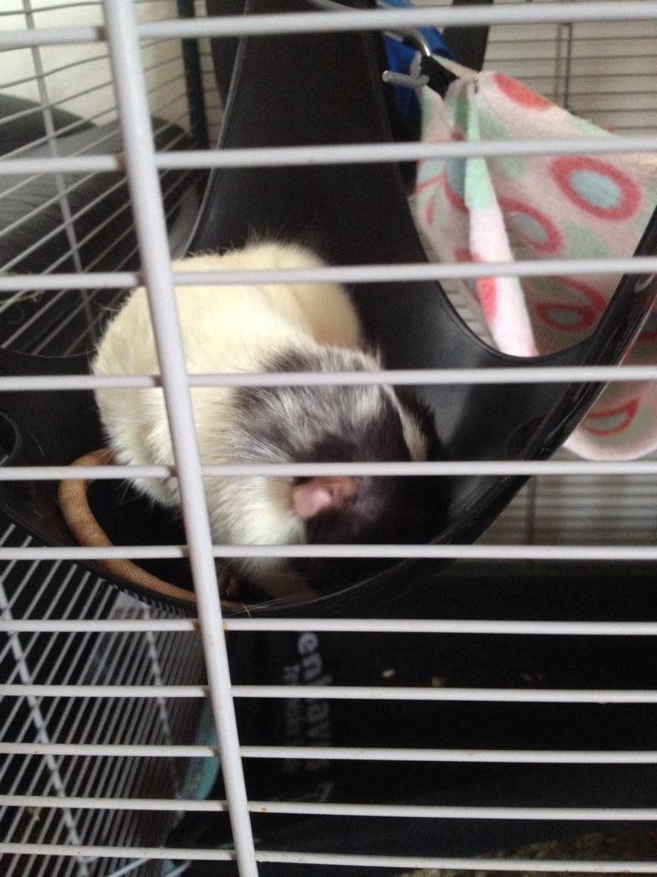 Tamrotte Mørch's Prince George (Tom) billede 9