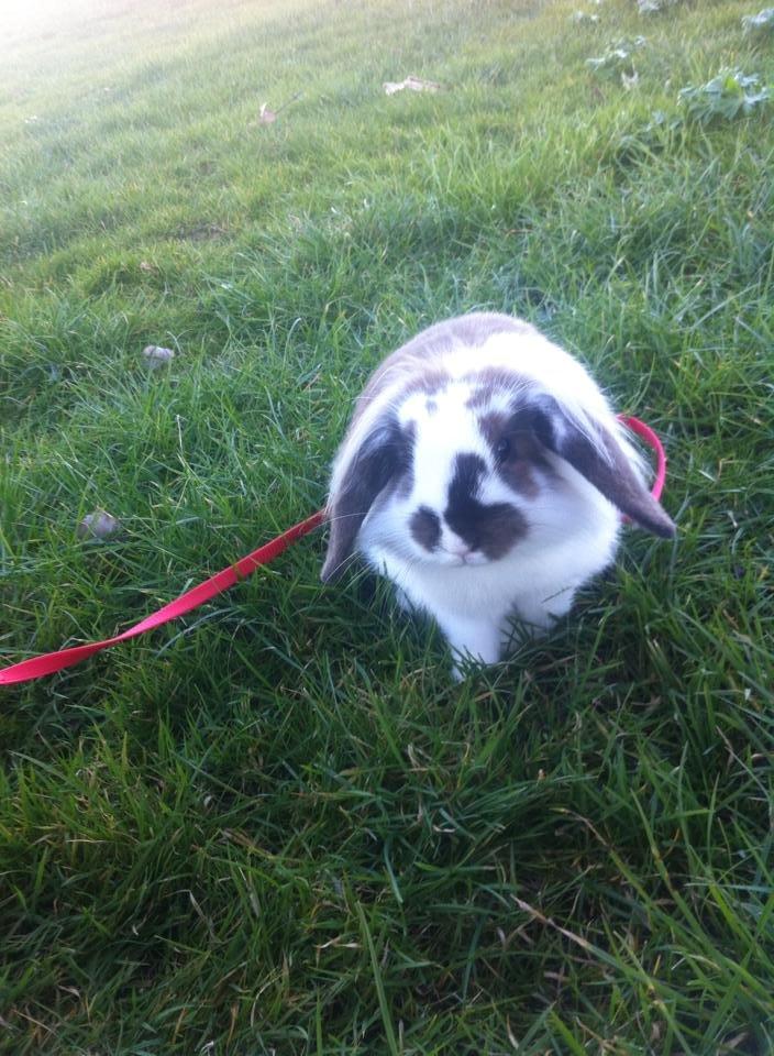 Kanin Lille my billede 6