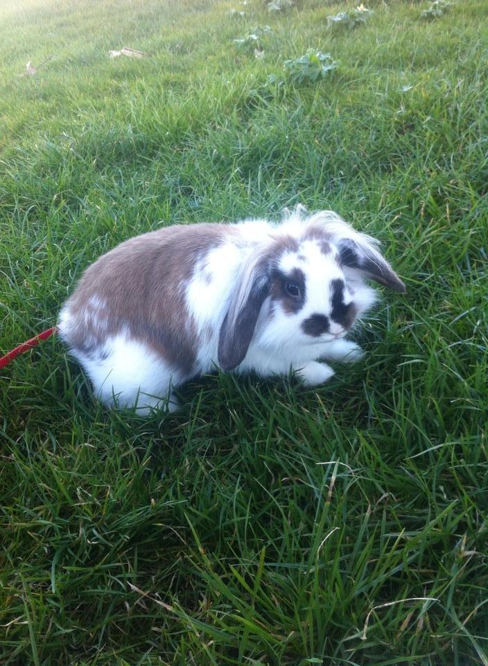 Kanin Lille my billede 7