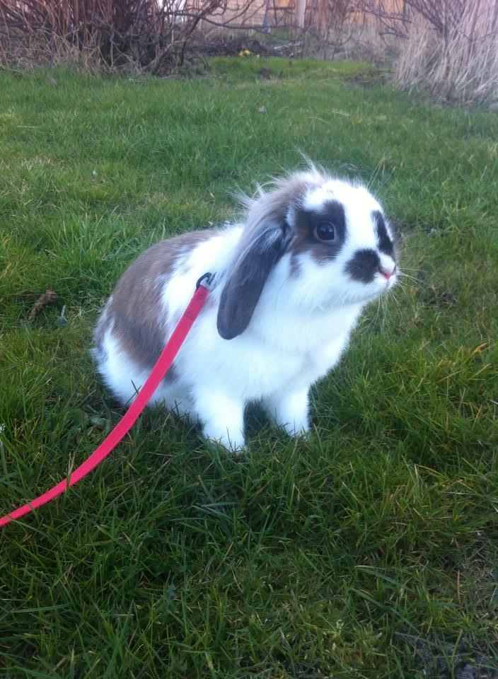 Kanin Lille my billede 8