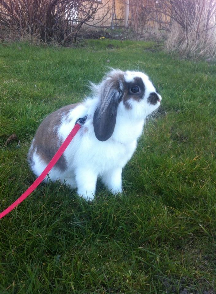 Kanin Lille my billede 9