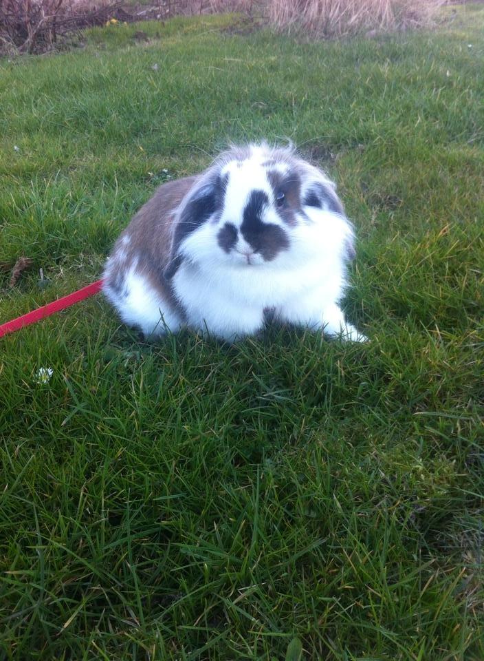 Kanin Lille my billede 10