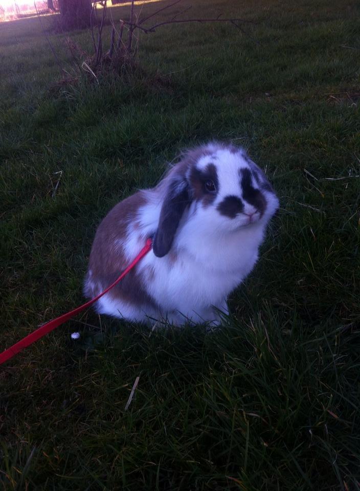 Kanin Lille my billede 11