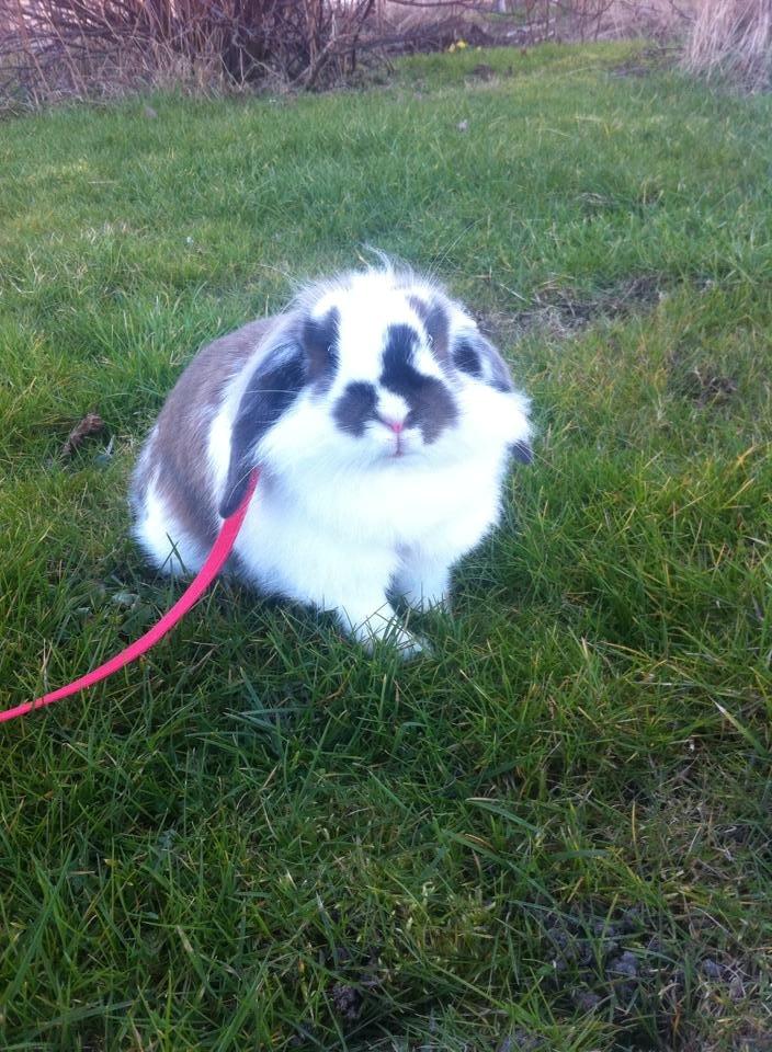 Kanin Lille my billede 12