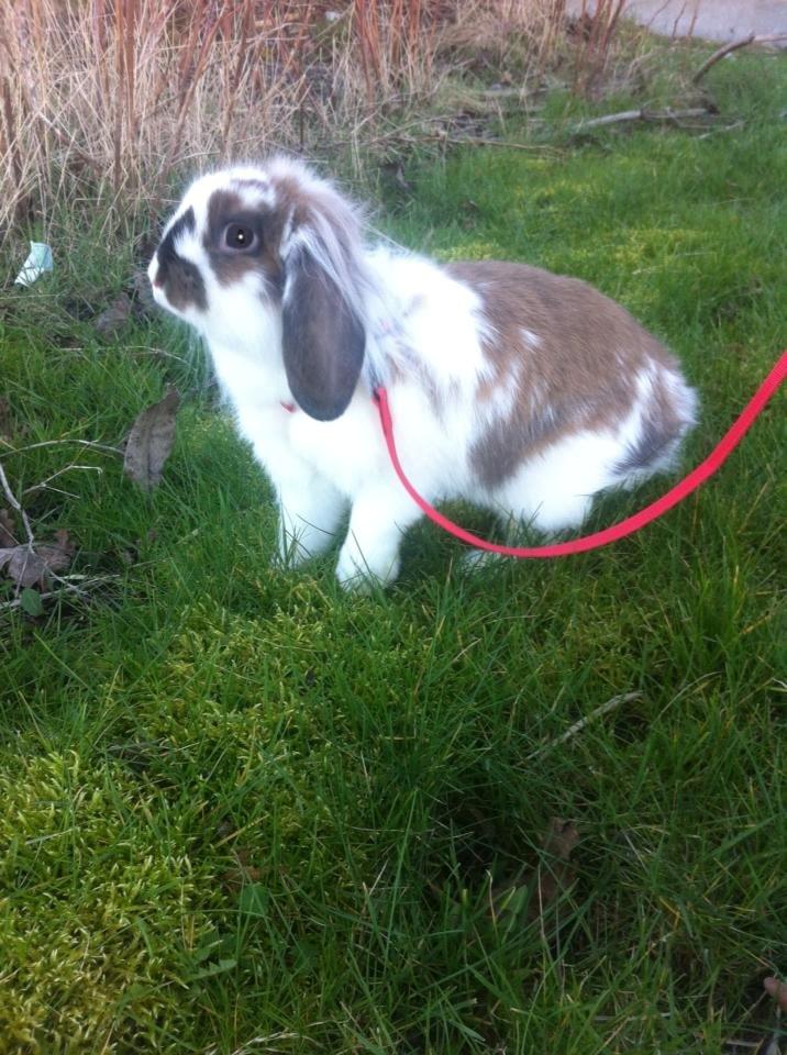 Kanin Lille my billede 13