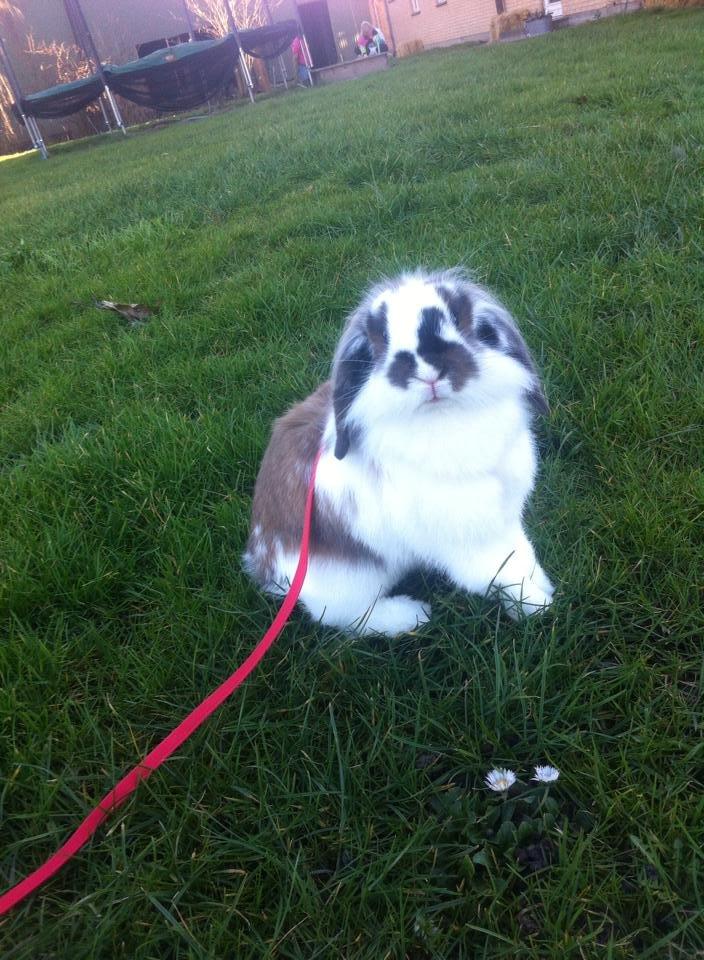 Kanin Lille my billede 14