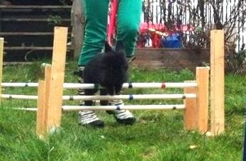 Kanin zeva | Blanding billede 2