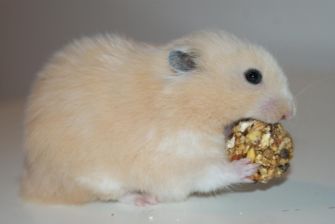 Hamster Vijii Twillight billede 1