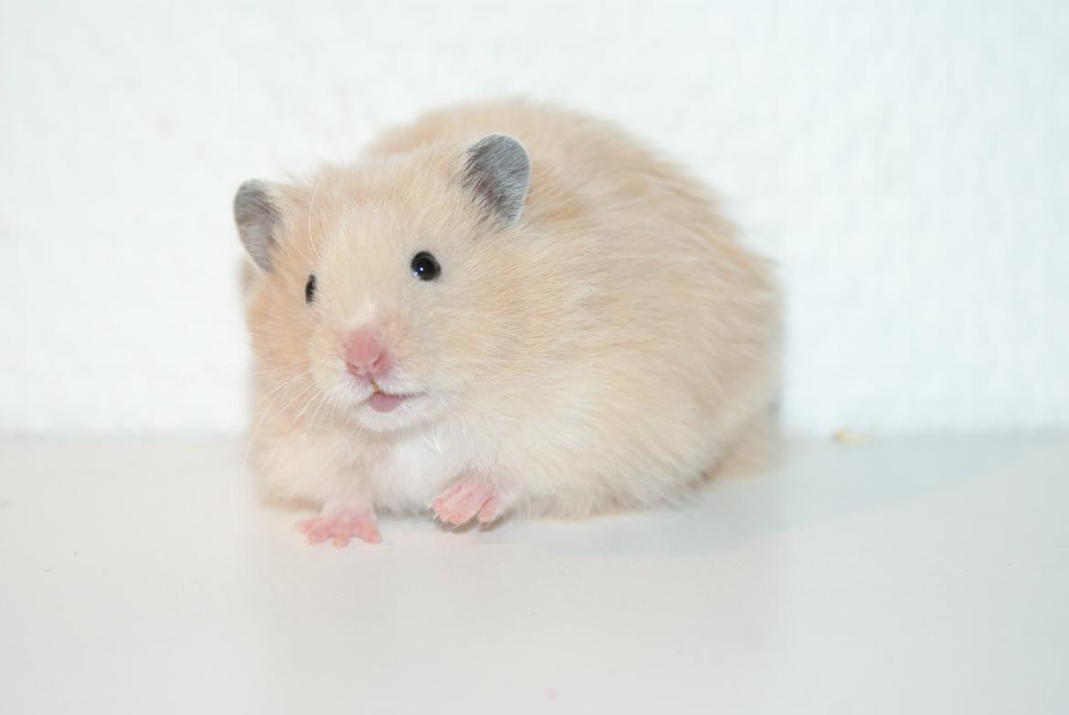 Hamster Vijii Twillight billede 2