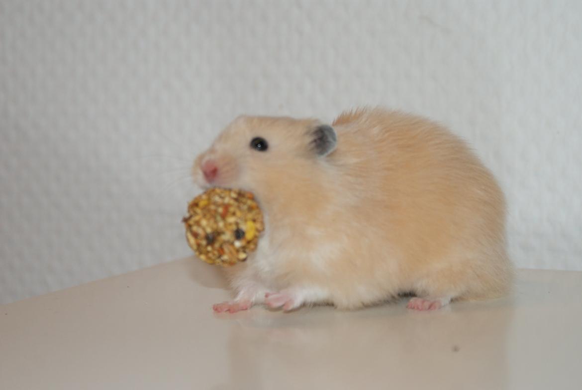 Hamster Vijii Twillight billede 3