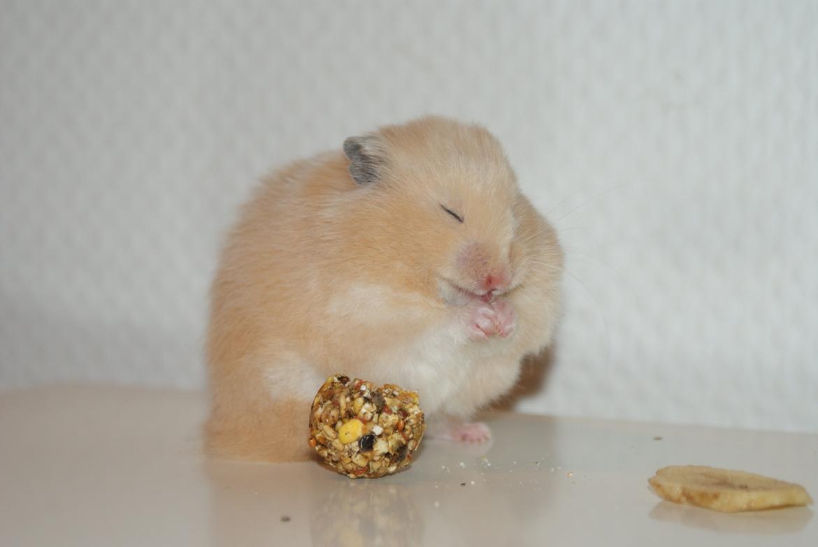Hamster Vijii Twillight billede 4