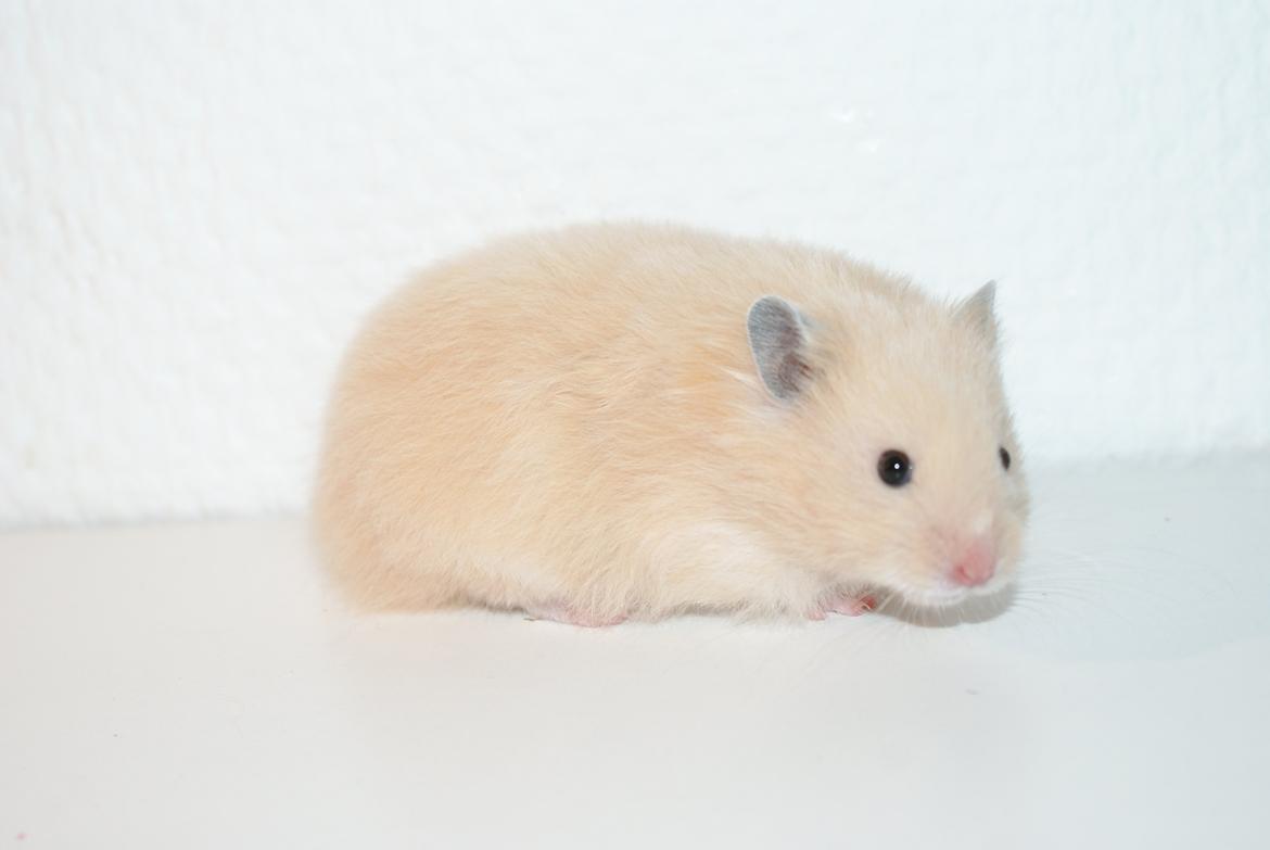 Hamster Vijii Twillight billede 5