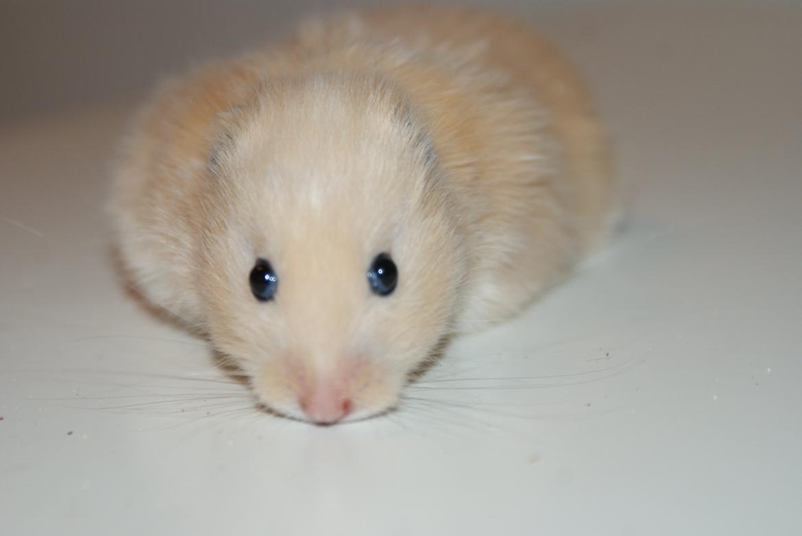 Hamster Vijii Twillight billede 6