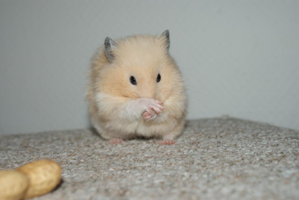 Hamster Vijii Twillight billede 7