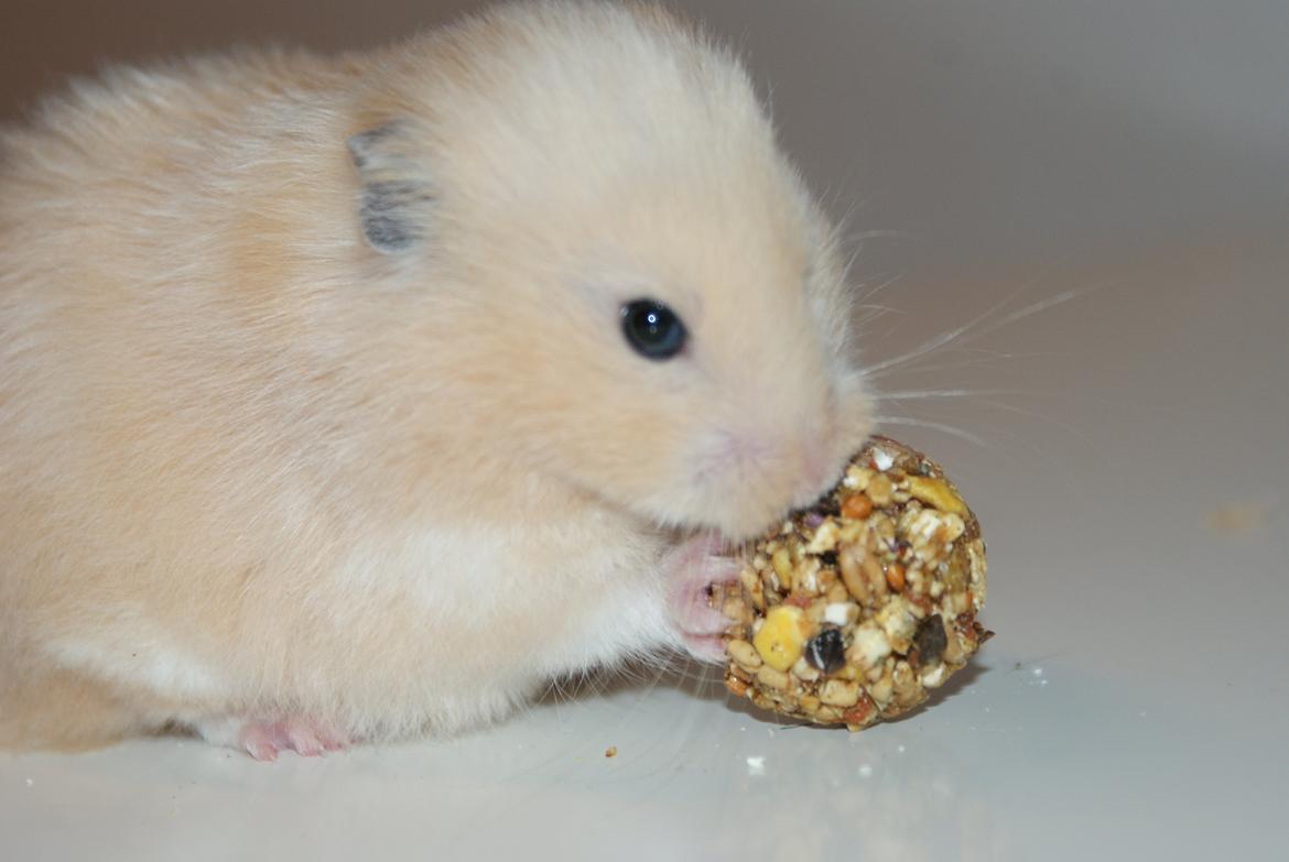 Hamster Vijii Twillight billede 8