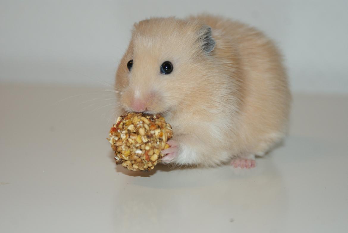 Hamster Vijii Twillight billede 9