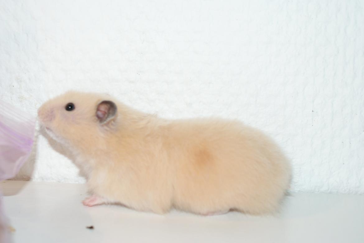 Hamster Vijii Twillight billede 10