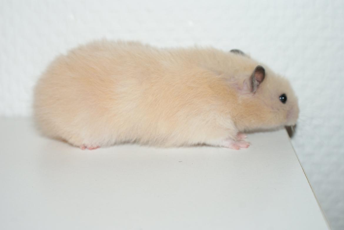 Hamster Vijii Twillight billede 11