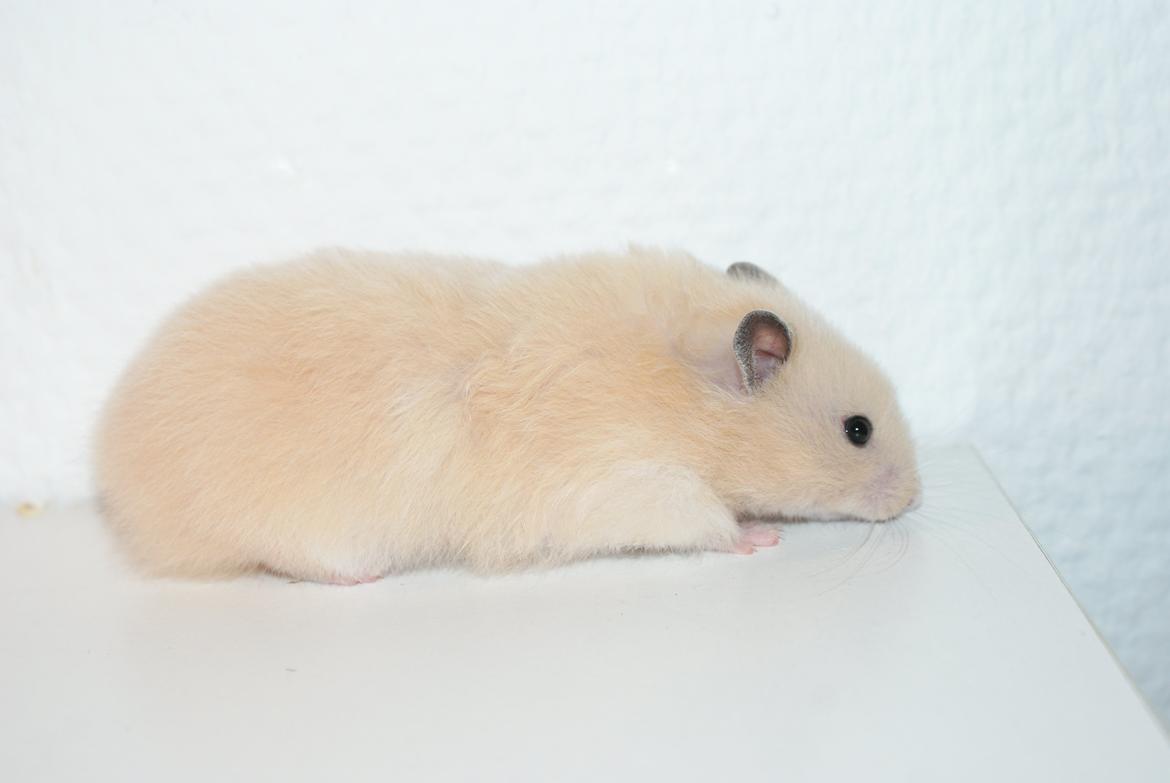 Hamster Vijii Twillight billede 12