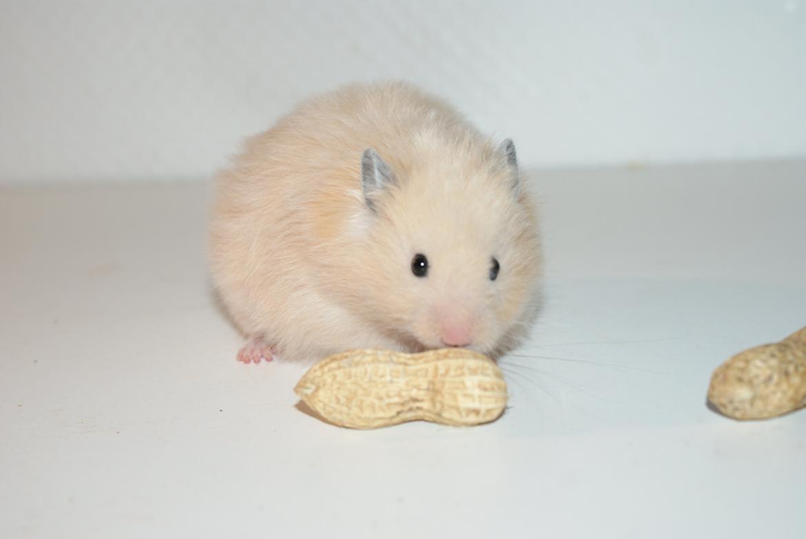 Hamster Vijii Twillight billede 13