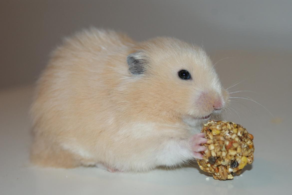 Hamster Vijii Twillight billede 14